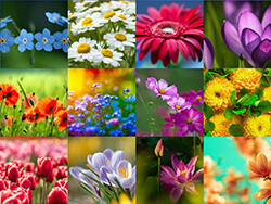 Стиль цветочного коллажа онлайн - сделать бесплатно